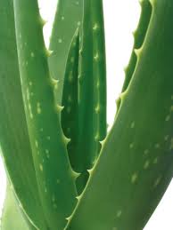 f321 Aloe vera a nivel interno para el sistema inmunológico, gastrointestinal y mucho más….  