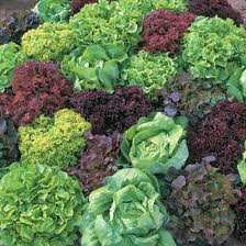 l314 Este verano se lleva el verde en la dieta diaria