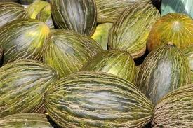 m241 Melón de Villaconejos, un campeón del verano!!!  