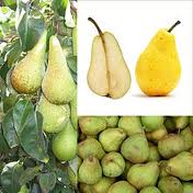 p45 La pera: una ligera y nutritiva fruta